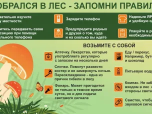 Собрался в лес - запомни правила! ⁣